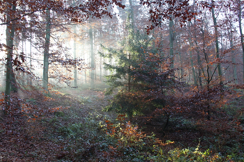 Altweibersommer - Sonnenstrahlen durchdringen Herbstwald