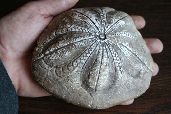 Ammonit - gefunden in den 70-iger Jahren auf Rgen