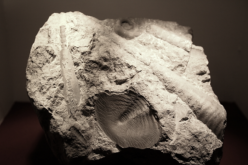 Stromatolith Kalkgestein mit Fossilien