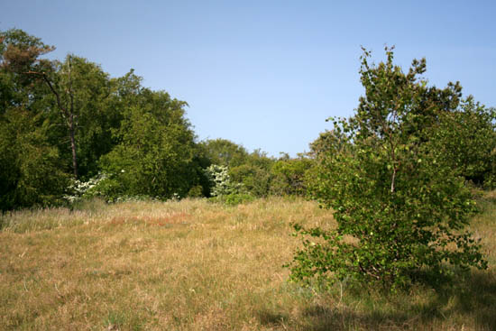 Naturschutzgebiet „Nordwestufer Wittow und Kreptitzer Heide“