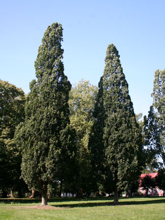 Ivenacker Suleneiche (Quercus robur 'Fastigiata')