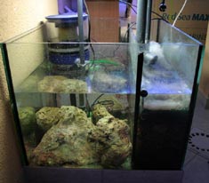 Korallenzucht Filter