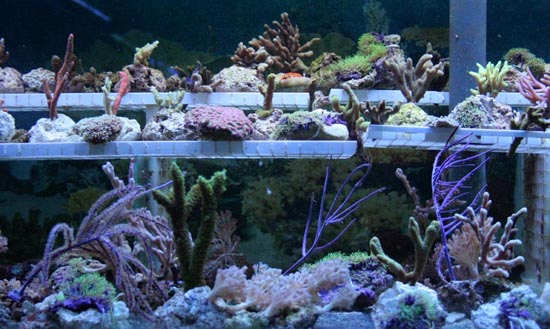 Korallenzucht Korallenableger