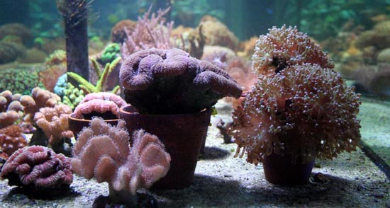 Korallenzucht LPS Korallen