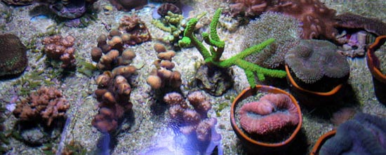 Korallenzucht Zuchtkorallen