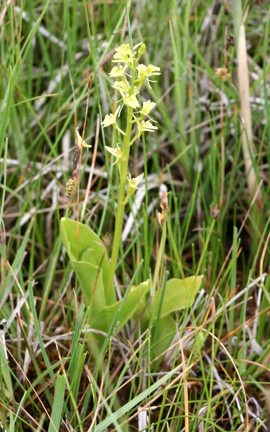 Orchis Liparis Loeselii