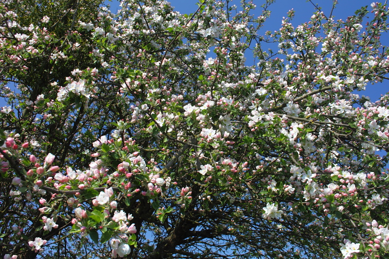 Apfelbaum Blten im Mai