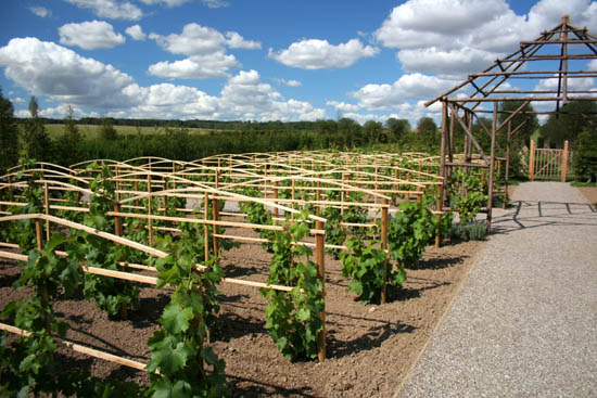 Weinanbau im Garten von Marihn