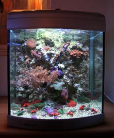40 Liter Mirko Becker Nano Meerwasseraquarium