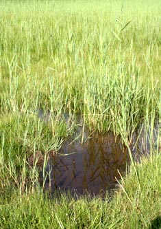 Moorwiesen Loch