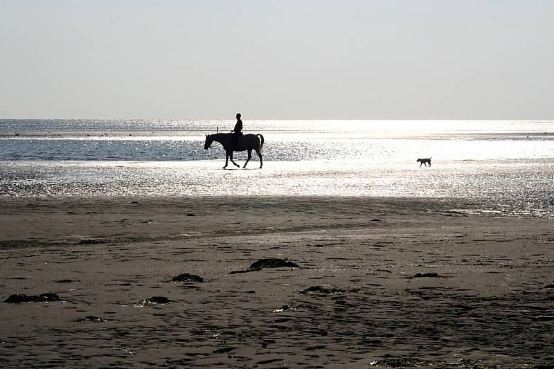Nordsee Wattenmeer mit Reiter und Hund