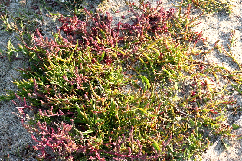 Queller(Salicornia) Pflanze 