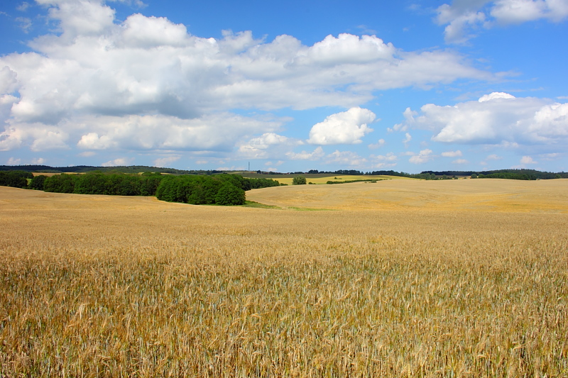 Getreidefeld industrieller Landwirtschaft