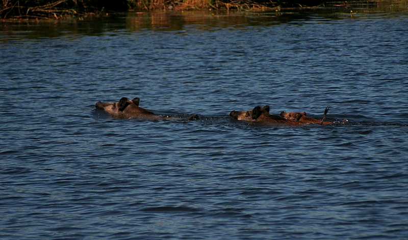Wildschweine im Wasser
