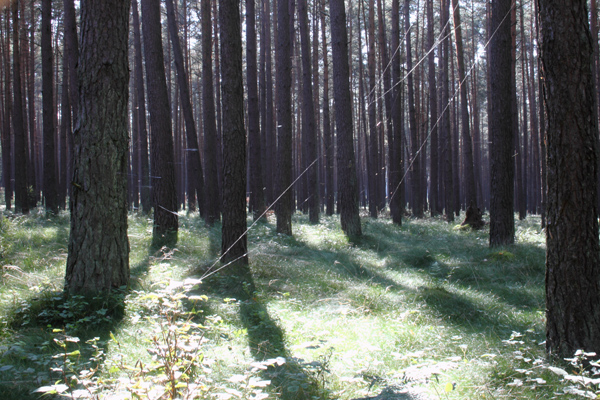 Wald Nossentiner Htte Pilzzeit