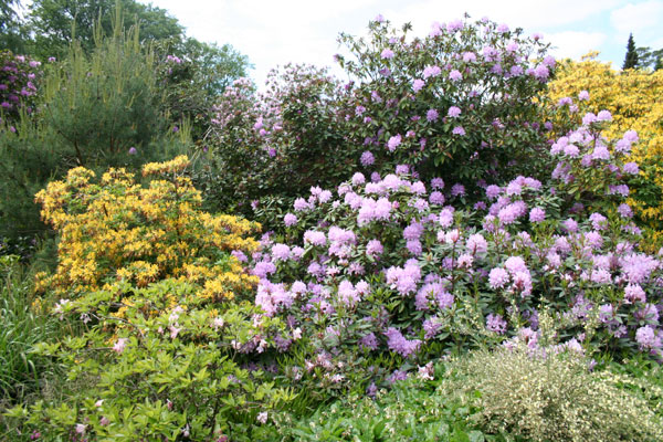 Rhododendronparkanlage in Graal-Mritz