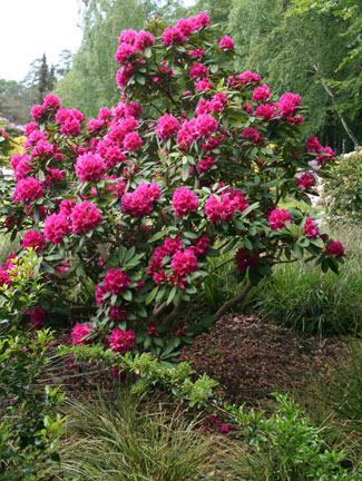 Rhododendron Pflanzung