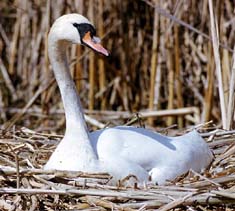Höckerschwan