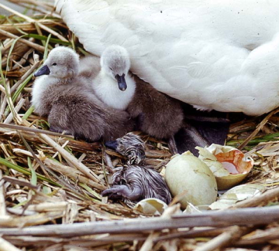 Schwanenkcken schlpfen aus dem Ei