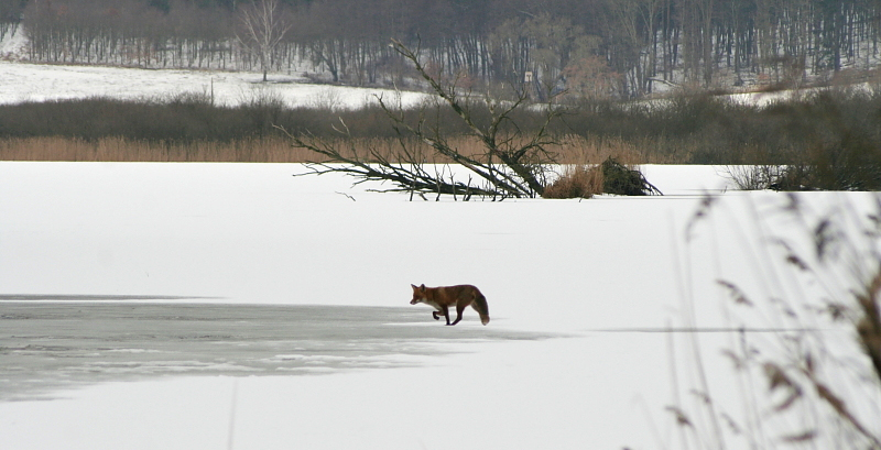 Fuchs im Sptwinter auf dem Eis 2010:03:04