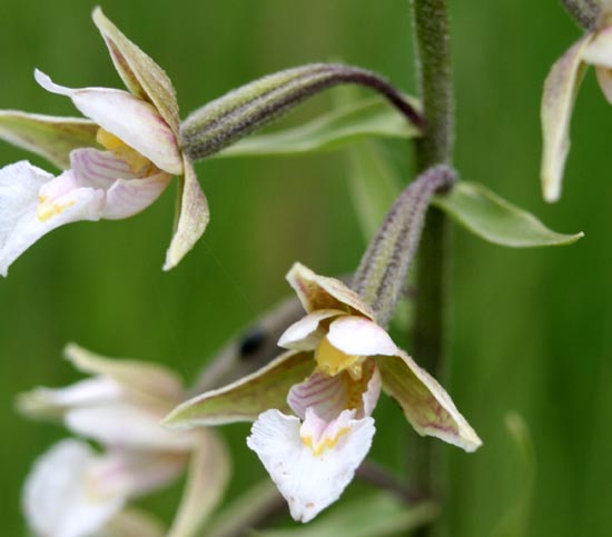Stendelwurz-Orchideen