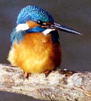 Eisvogel