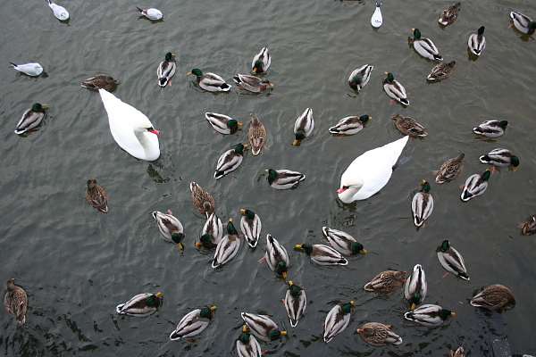 Wasservögel im Winter