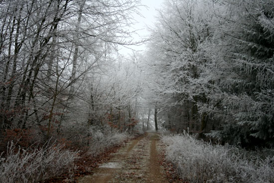 Winterlicher Wald