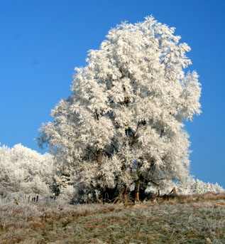Winter-Baum mit Rauhreif