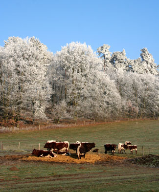 Mecklenburger Winterlandschaft