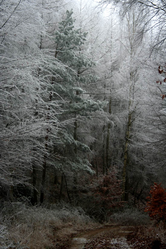 Winterlicher Hohlweg 2009