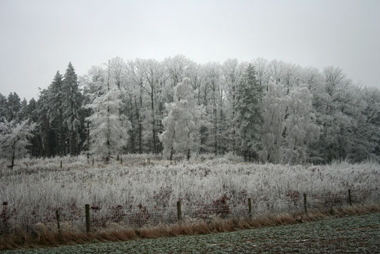 Winterlicher Wald 2009