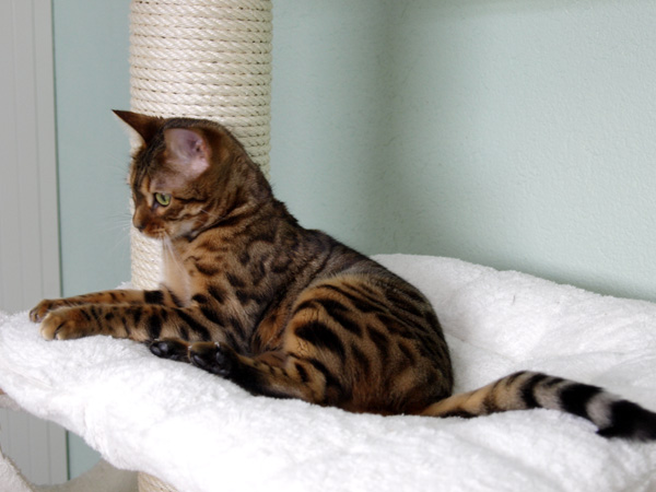Bengal Katze - Bengal Cat (BEN) Standard