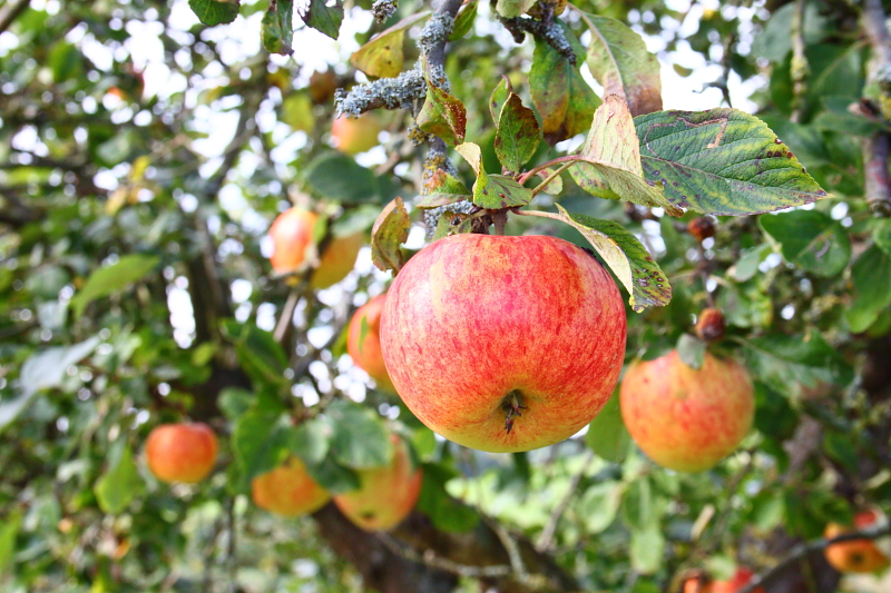 Bio-Apfel im Garten