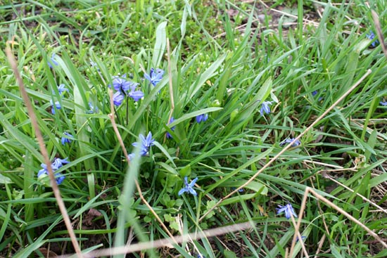 Blausterne Scilla bifolia