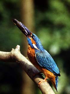 Eisvogel am Dahmer Kanal