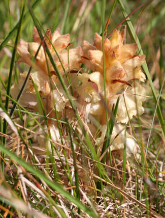Orchideen Kreptitzer Heide auf Wittow