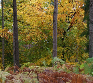 Herbstwald mit Farnen