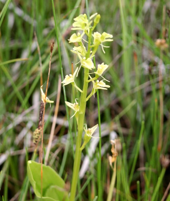 Orchidee Liparis Loeselii