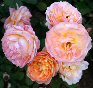 Englische Rosen von David C. H. Austin