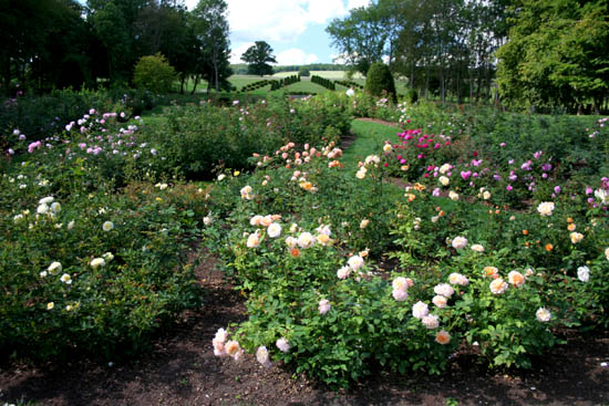 Original Englische Rosen im Rosengarten