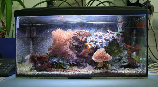 80 Liter Meerwasseraquarium