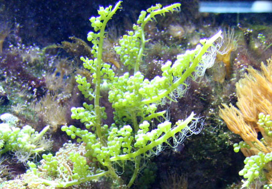 Algen im Meerwasseraquarium