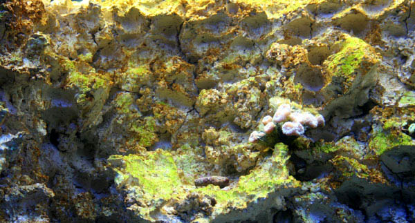 Braune Schmieralge im Meerwasseraquarium