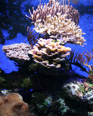 Korallen Meerwasseraquarium