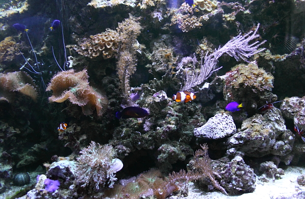 Naturbelassenes Meerwasseraquarium