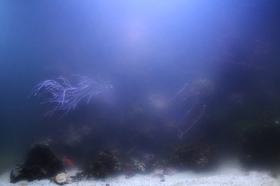 Meerwasseraquarium Nitrifikation