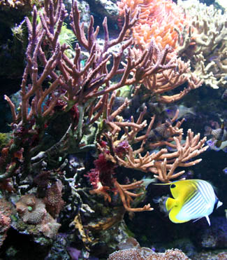 Steinkorallen Meerwasseraquarium