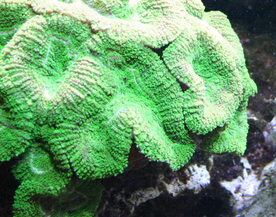 Symbiotische Algen der Steinkoralle