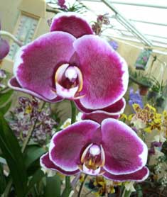 Schne Pflanzen Orchidee